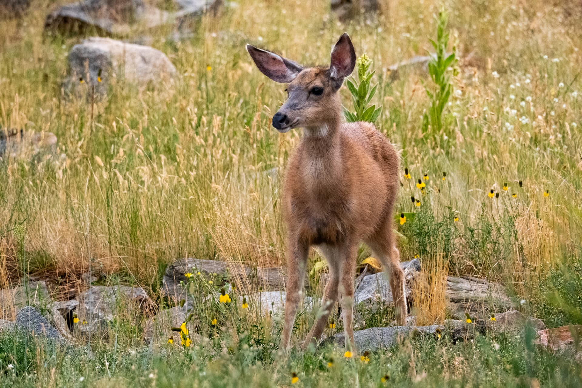 A young deer standing in a meadow of tall grass and wildflowers